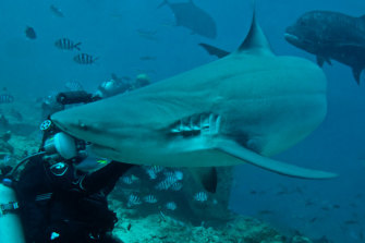 A bull shark about to take a diver’s flash. The shark was not interested in harming the photographer.