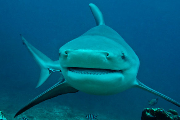 Sharks are an apex predator with a role to play in the story of life on this planet. This bull shark was photographed while swimming towards Valerie Taylor.