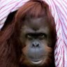 Orang-utan granted 'personhood' settles into new Florida home