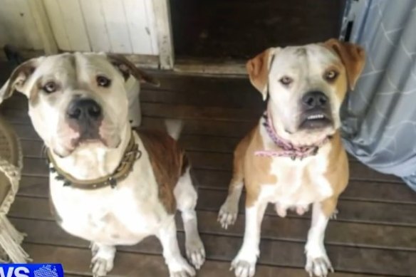 Louise and Ruby, who mauled a man at 7th Brigade Park in Chermside on Friday night.