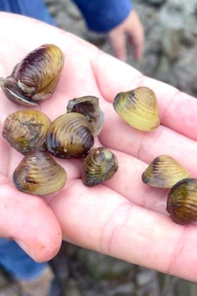 Freshwater gold clams have been found in the Brisbane River.