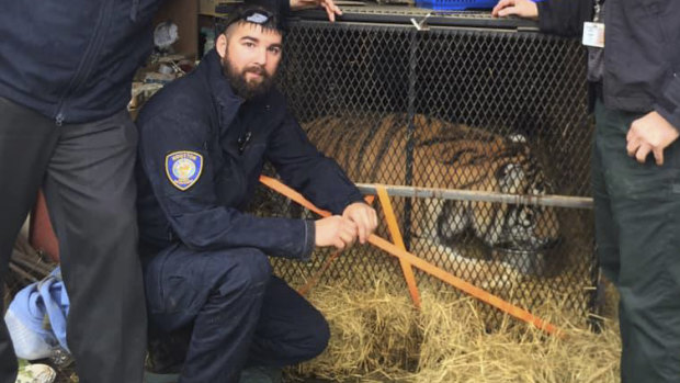 Control officers from animal shelter BARC Houston with a tiger that was found in an abandoned house in the city.