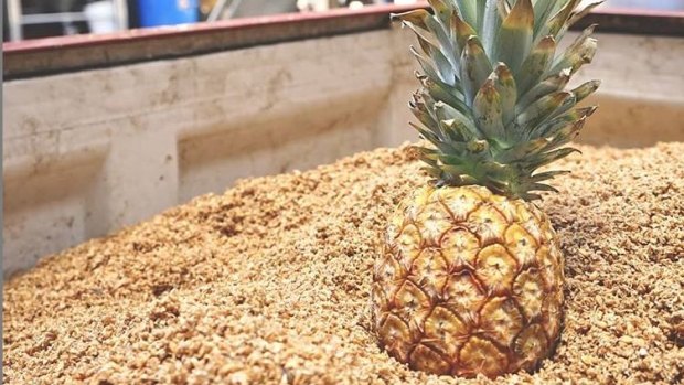 Overripe pineapples from far north Queensland were used for Beerfarm's Pineapple Sour.