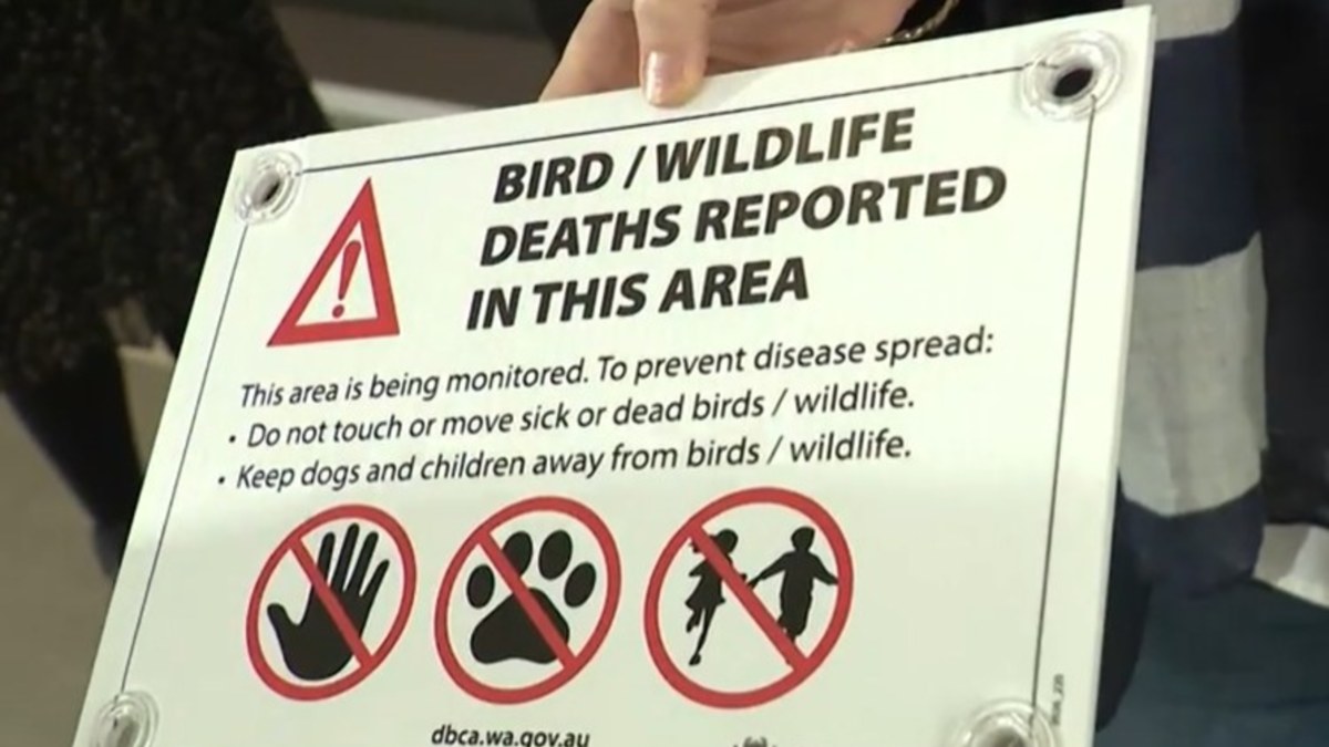 Zweiter Wildvogel positiv auf H5N1-Vogelgrippe getestet