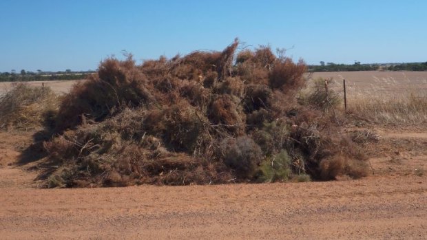 The Shire of Coorow has twice been warned about illegal clearing of native vegetation and it is now facing fresh allegations. 