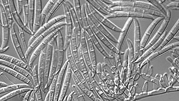 Fusarium graminearum.