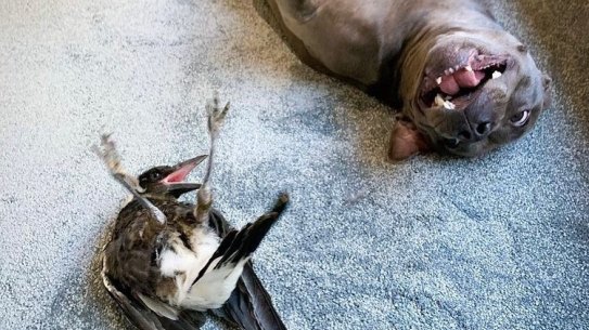 Peggy the Staffy and Molly the Magpie. The pair will be reunited after the dog’s owners, Juliette Wells and Reece Mortensen, gain the appropriate wildlife licences.