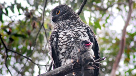 A powerful owl holding a rat. 