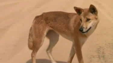 A 14-month-old boy has undergone surgery after being attacked by a dingo.