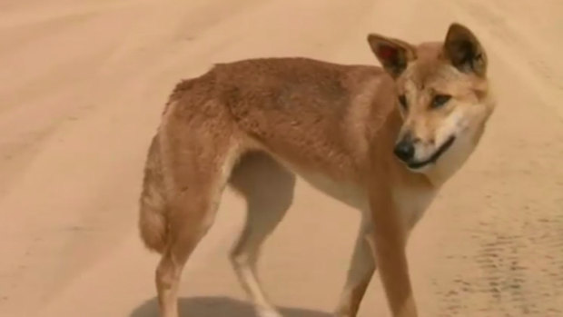 Dingoes were once regarded as almost human •