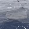 A whale shark that popped up beside a boat off the coast of Bermagui.