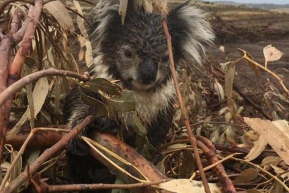 A koala injured in the logged blue-gum plantation at Cape Bridgewater. The animal was later put down after being found to have a broken arm. 