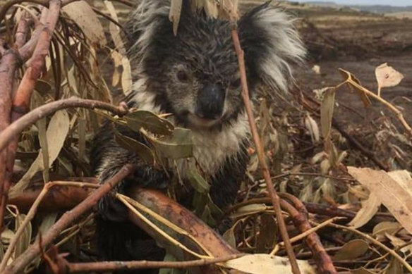 An injured koala at Cape Bridgewater.