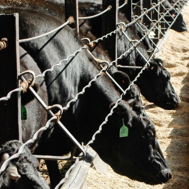 Angus cattle at a feedlot in Central Victoria. 
