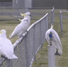 Cockatoos drink from a water fountain in western Sydney.