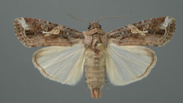 The adult moths have a wingspan of up to 40mm and are considered strong fliers, making them a high risk as an invasive species.