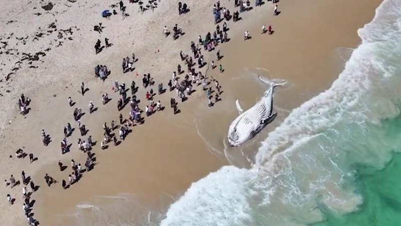 WA news LIVE: Whale carcass to be removed from south City Beach today