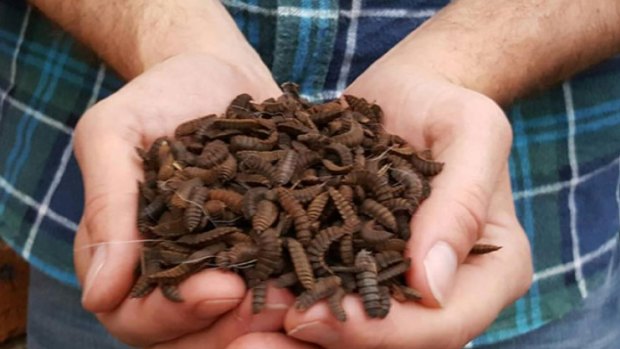 Larvae will munch through more than a tonne of food waste each day at Howard Smith Wharves.