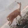 Deer euthanised, another at large after running wild in Sydney's inner west