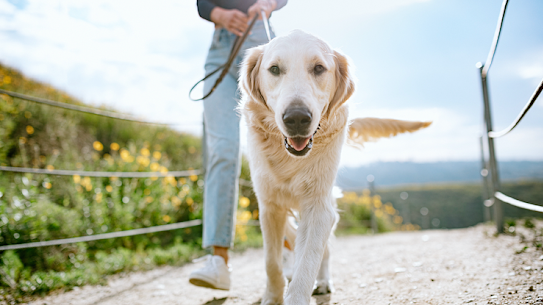 Keeping your pet comfortable in the heat.