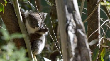The NSW government wants to buy private land to reserve as national parks for koalas. 