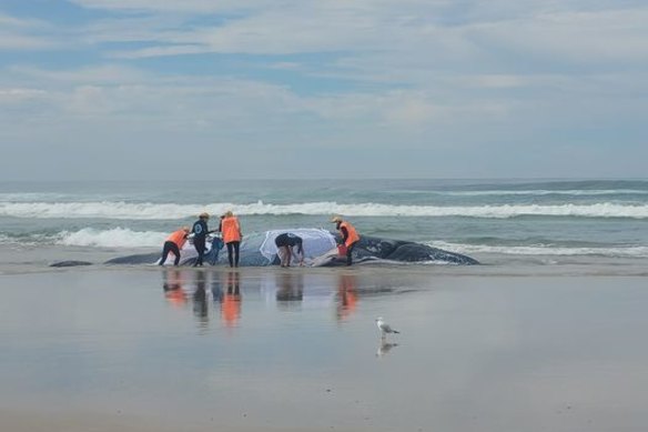 A humpback whale has stranded on Seven Mile Beach, Lennox Head.