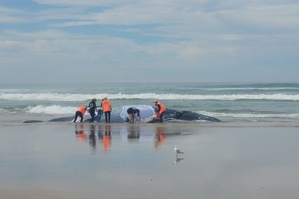 A humpback whale is stranded at Seven Miles Beach, Lennox Head.