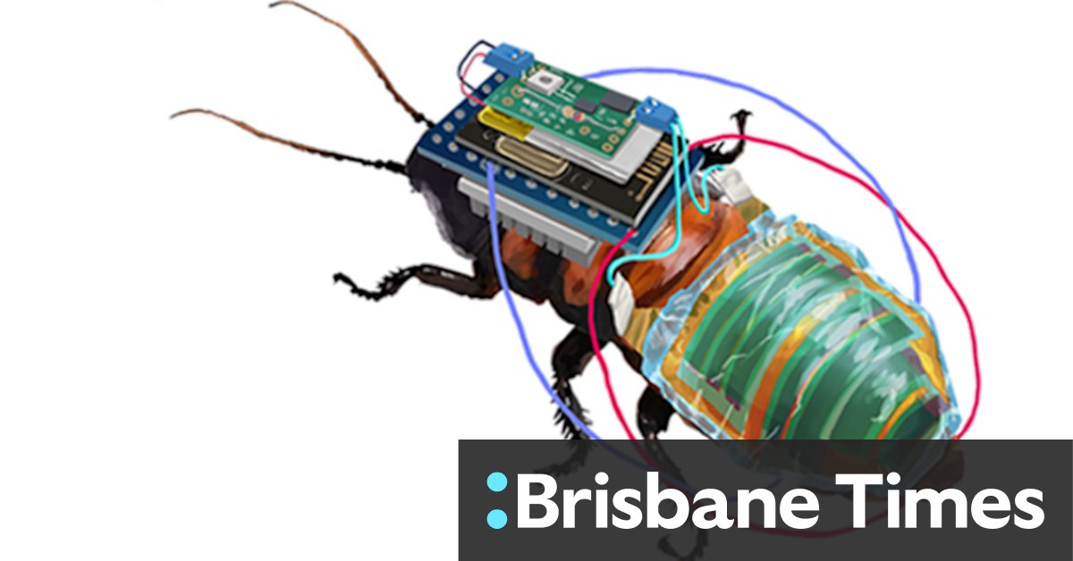 Part insect, part machine: Remote-control cyborg cockroaches to search radioactive zones - Vimarsana News