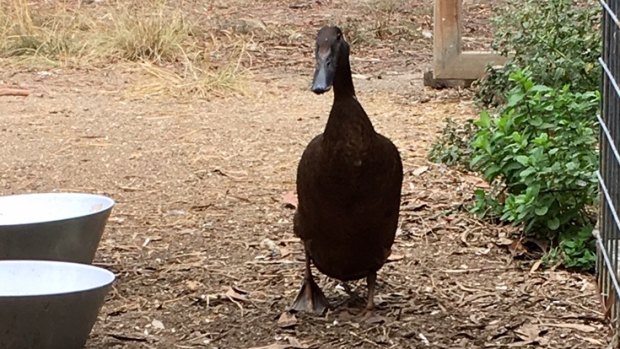 Ping the rescue duck, a joy to have around the yard.