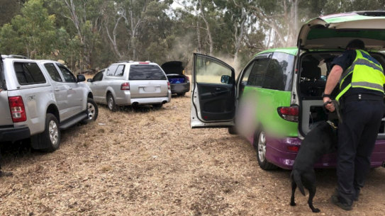 Police using a detection dog search cars at Rainbow Serpent Festival for drugs.