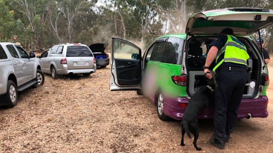 Police using a detection dog search cars at Rainbow Serpent Festival for drugs.