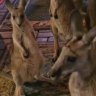 Joeys take shelter inside Wildwood Wildlife Shelter.