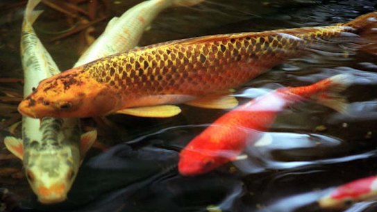 The winners and the losers in the ACT budget