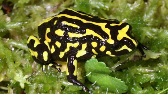 The northern corroboree frog is classified as critically endangered by both the Commonwealth and NSW governments. Amphibians have the most species threatened with extinction, the IUCN says.