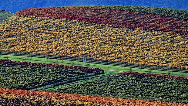 The colours of autumn vines at De Bortoli Wines in The Yarra Valley