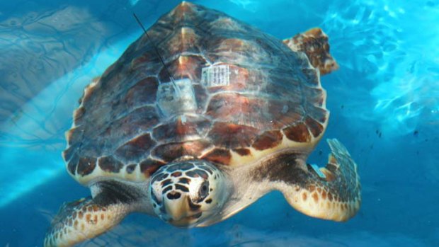 The Coral Sea marine park, home to a range of endangered turtles, faces having its protection levels reduced by the Turnbull Government.