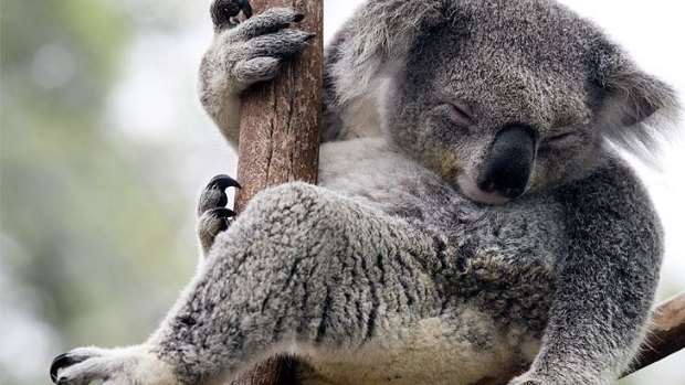 Gold Coast City Council has introduced Australia's first-ever koala levy to specifically raise money to buy koala habitat.