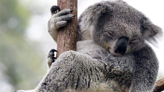 Koalas were named as one species targeted due to their iconic value.