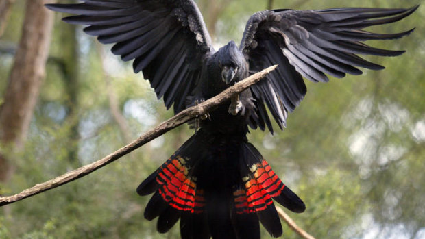 The forest red-tailed black cockatoo. 