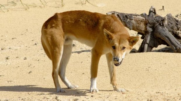The woman has had two operations after she was attacked by three dingoes. (This dingo was not involved in the attack)