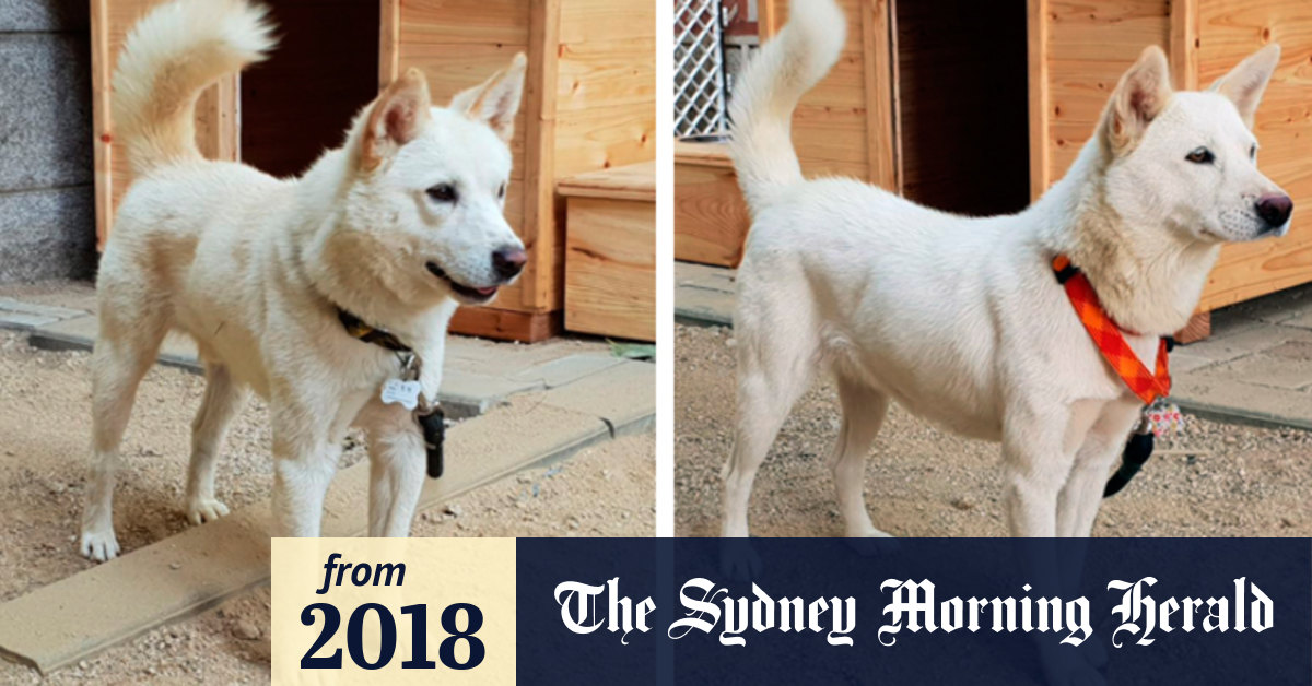 Paws For Peace Kim Sends Two Dogs Across Dmz