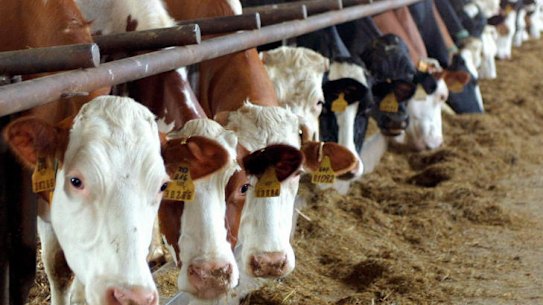 Australian beef exports under a cloud.