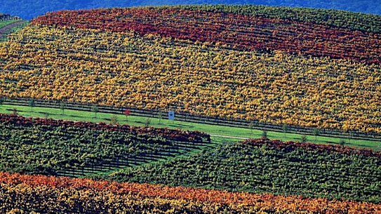 The colours of autumn vines at De Bortoli Wines in The Yarra Valley
