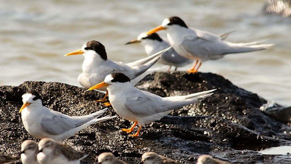 Adult fairy tern.