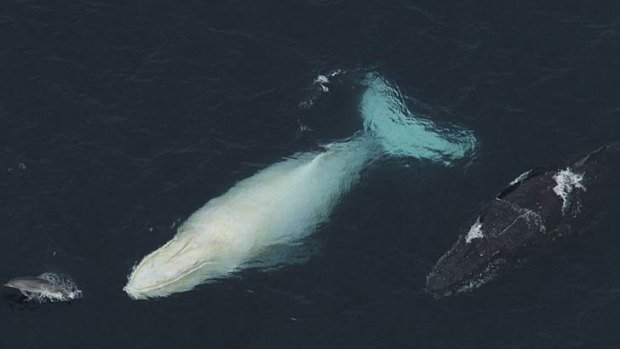Where's Migaloo? Many wondering about white whale's whereabouts