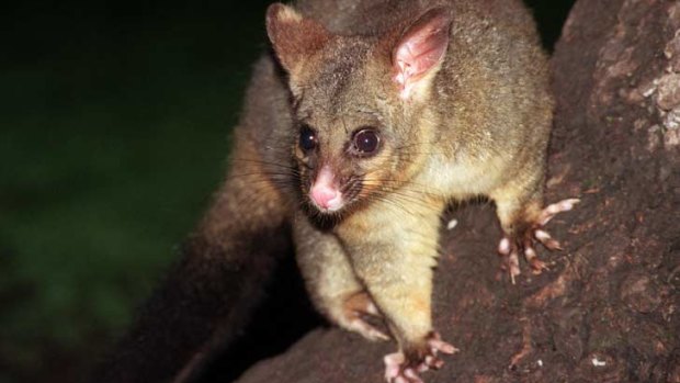 Possums and mosquitoes carry the bacterium that causes the Buruli ulcer.