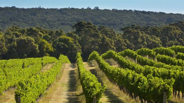 Vineyards at Cape Mentelle are some of the oldest in the Margaret River region.