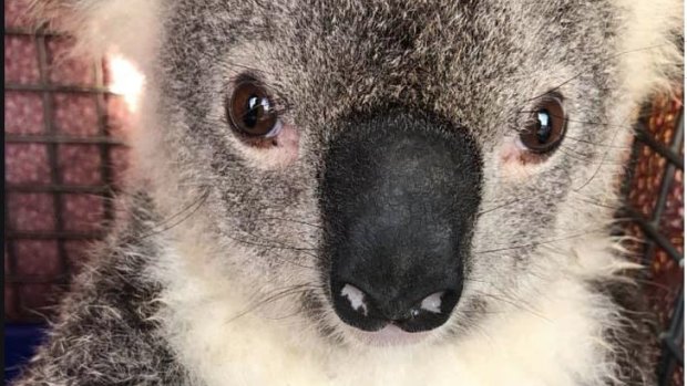 An injured koala rescued by the Moreton Bay Koala Rescue group, which says half of the koalas it has rescued will not be protected under the new mapping.