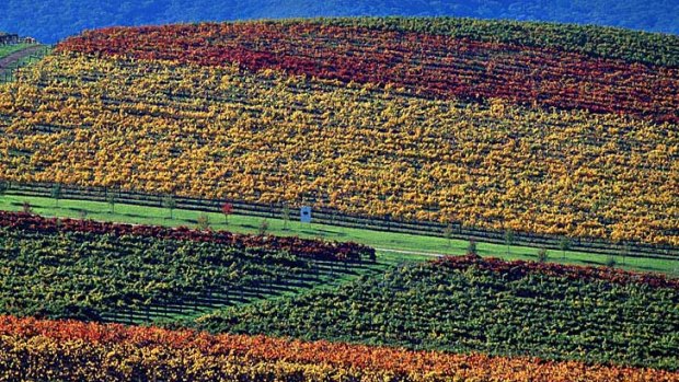 The colours of autumn vines at De Bortoli Wines in The Yarra Valley