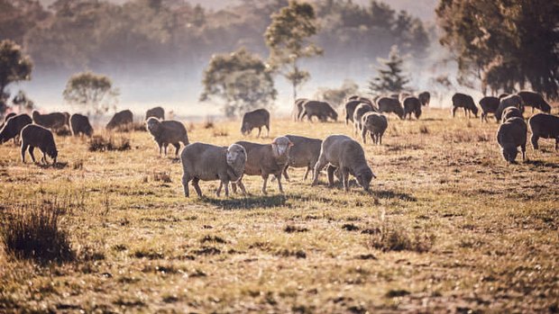 Australian paddocks are home to about 71 million sheep.